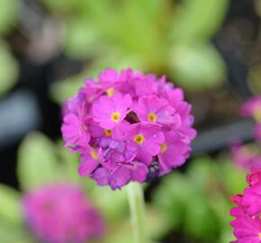 Prvosenka zoubkatá 'Corolla Deep Rose' - Primula denticulata 'Corolla Deep Rose'