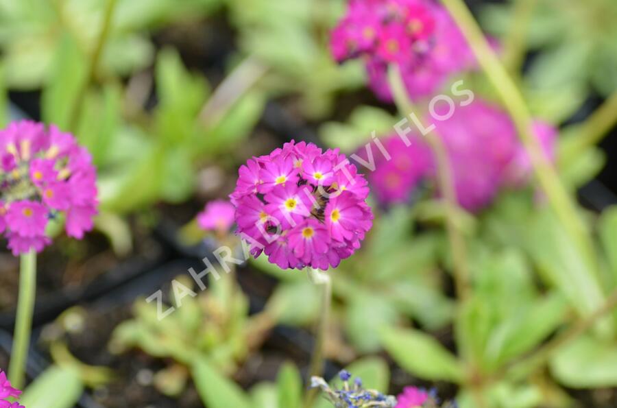 Prvosenka zoubkatá 'Corolla Deep Rose' - Primula denticulata 'Corolla Deep Rose'