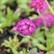 Prvosenka zoubkatá 'Corolla Deep Rose' - Primula denticulata 'Corolla Deep Rose'