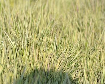 Medyněk měkký 'Albovariegatus'