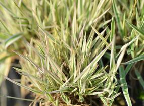 Medyněk měkký 'Albovariegatus' - Holcus mollis 'Albovariegatus'