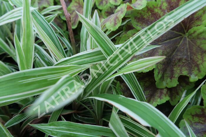 Ostřice 'Variegata' - Carex siderosticha 'Variegata'