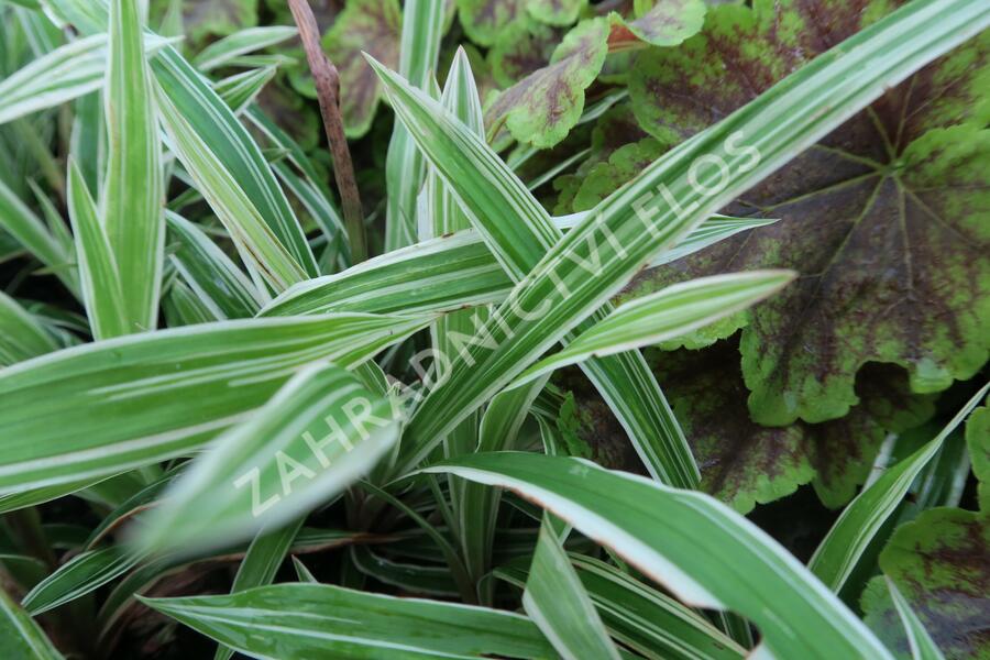 Ostřice 'Variegata' - Carex siderosticha 'Variegata'