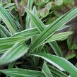 Ostřice 'Variegata' - Carex siderosticha 'Variegata'