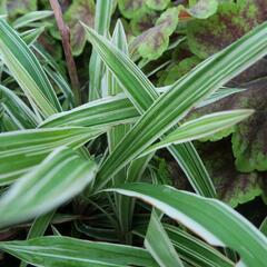 Ostřice 'Variegata' - Carex siderosticha 'Variegata'