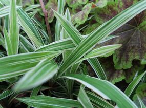Ostřice 'Variegata' - Carex siderosticha 'Variegata'