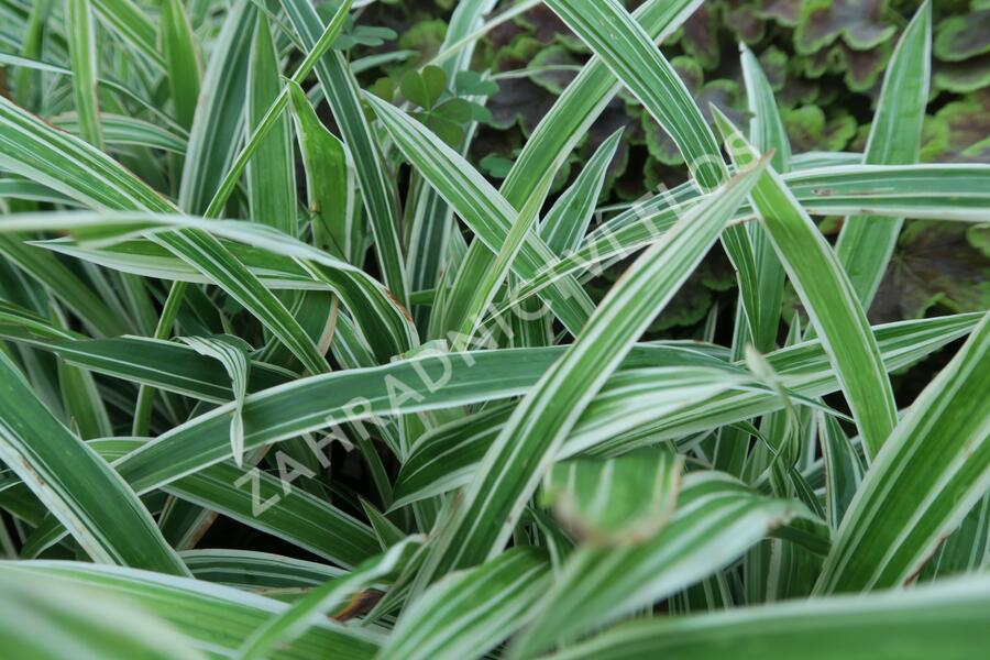 Ostřice 'Variegata' - Carex siderosticha 'Variegata'