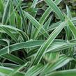 Ostřice 'Variegata' - Carex siderosticha 'Variegata'