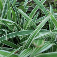 Ostřice 'Variegata' - Carex siderosticha 'Variegata'