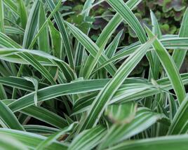 Ostřice 'Variegata'