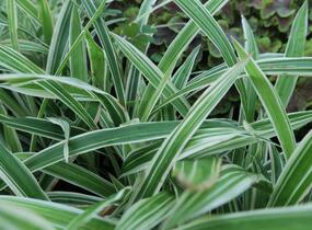 Ostřice 'Variegata' - Carex siderosticha 'Variegata'