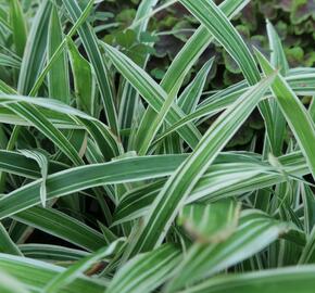 Ostřice 'Variegata' - Carex siderosticha 'Variegata'