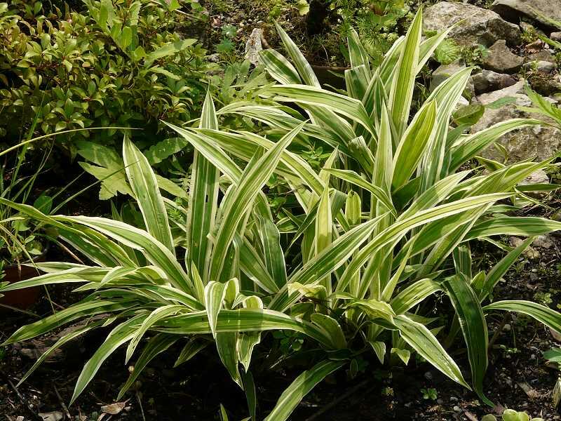 Ostřice 'Variegata' - Carex siderosticha 'Variegata'