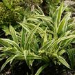 Ostřice 'Variegata' - Carex siderosticha 'Variegata'
