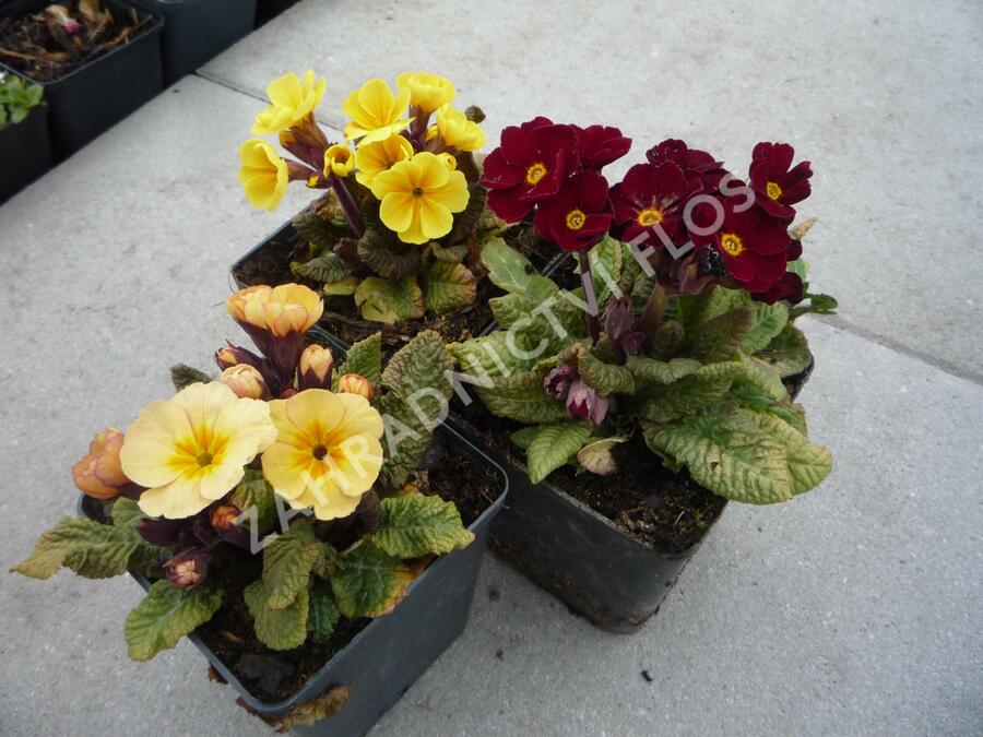 Prvosenka jarní 'Goldnugget Mix' - Primula veris 'Goldnugget Mix'