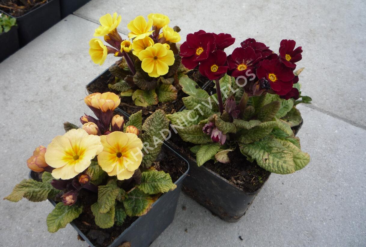 Prvosenka jarní 'Goldnugget Mix' - Primula veris 'Goldnugget Mix'