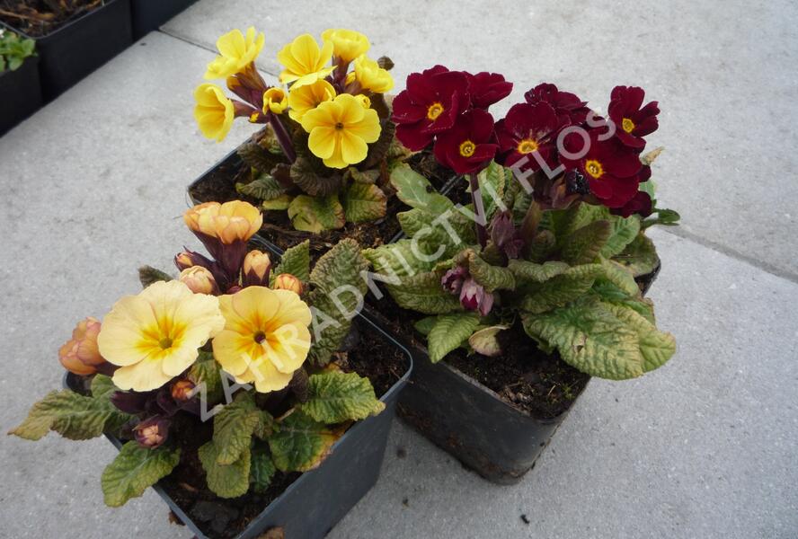 Prvosenka jarní 'Goldnugget Mix' - Primula veris 'Goldnugget Mix'