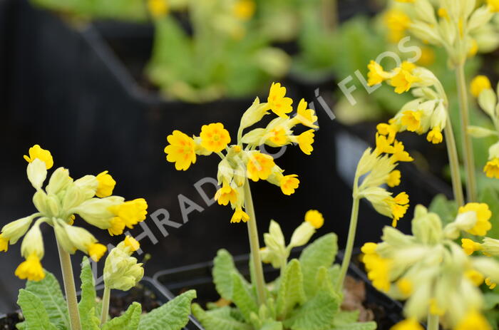 Prvosenka jarní 'Cabrillo Dark Yellow Compact' - Primula veris 'Cabrillo Dark Yellow Compact'