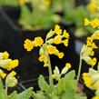 Prvosenka jarní 'Cabrillo Dark Yellow Compact' - Primula veris 'Cabrillo Dark Yellow Compact'