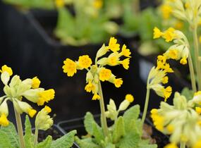 Prvosenka jarní 'Cabrillo Dark Yellow Compact' - Primula veris 'Cabrillo Dark Yellow Compact'