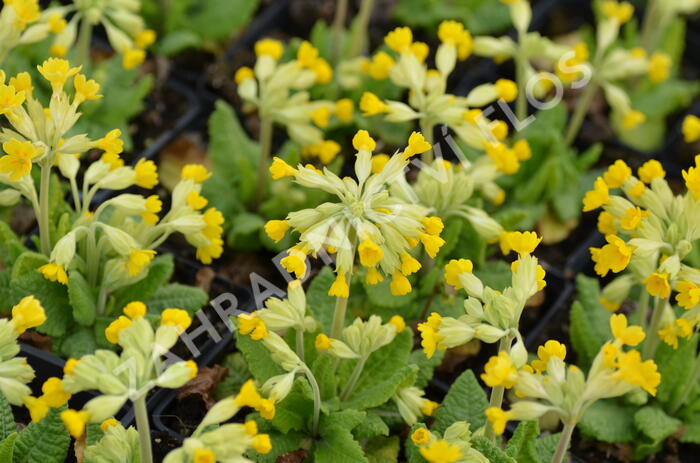 Prvosenka jarní 'Cabrillo Dark Yellow Compact' - Primula veris 'Cabrillo Dark Yellow Compact'