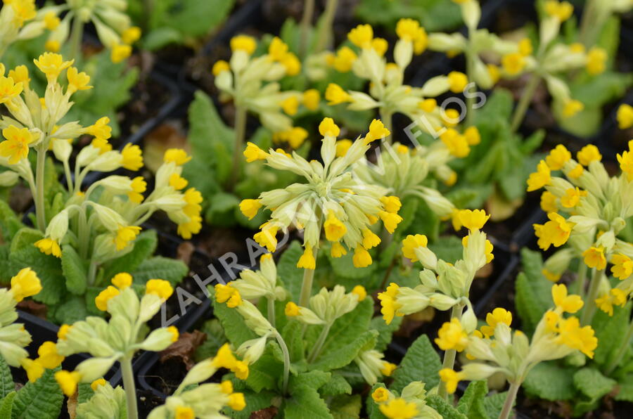 Prvosenka jarní 'Cabrillo Dark Yellow Compact' - Primula veris 'Cabrillo Dark Yellow Compact'