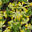 Prvosenka jarní 'Cabrillo Dark Yellow Compact' - Primula veris 'Cabrillo Dark Yellow Compact'