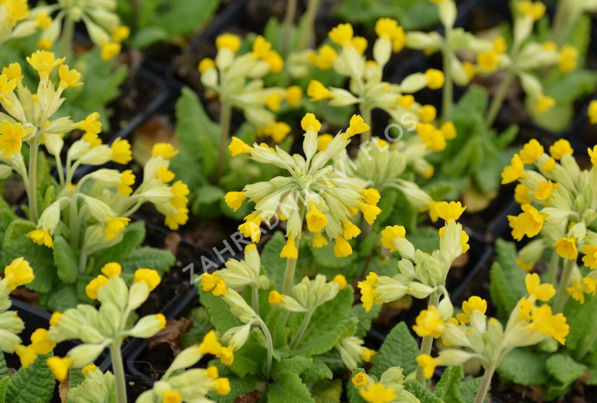 Prvosenka jarní 'Cabrillo Dark Yellow Compact' - Primula veris 'Cabrillo Dark Yellow Compact'
