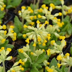 Prvosenka jarní 'Cabrillo Dark Yellow Compact' - Primula veris 'Cabrillo Dark Yellow Compact'