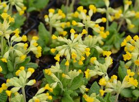 Prvosenka jarní 'Cabrillo Dark Yellow Compact' - Primula veris 'Cabrillo Dark Yellow Compact'