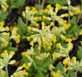 Prvosenka jarní 'Cabrillo Dark Yellow Compact' - Primula veris 'Cabrillo Dark Yellow Compact'