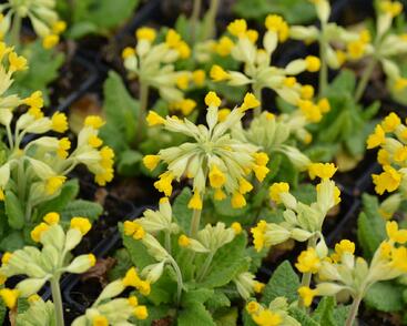 Prvosenka jarní 'Cabrillo Dark Yellow Compact'