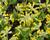 Prvosenka jarní 'Cabrillo Dark Yellow Compact'