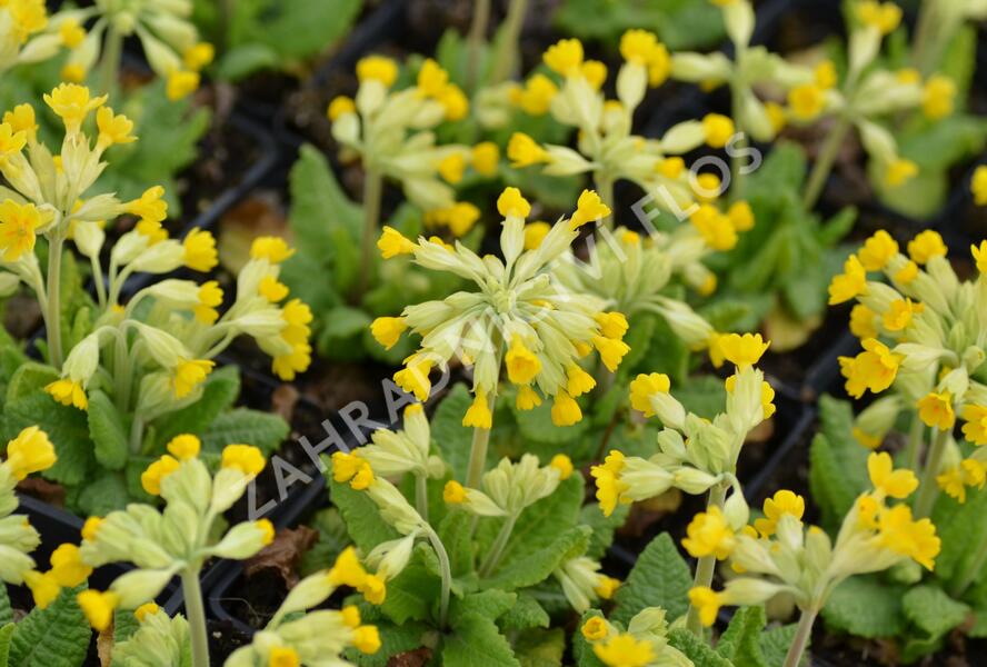 Prvosenka jarní 'Cabrillo Dark Yellow Compact' - Primula veris 'Cabrillo Dark Yellow Compact'