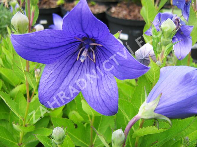 Zvonkovec velkokvětý, boubelka  'Astra Blue' - Platycodon grandiflorus 'Astra Blue'