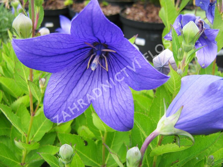 Zvonkovec velkokvětý, boubelka  'Astra Blue' - Platycodon grandiflorus 'Astra Blue'