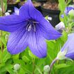 Zvonkovec velkokvětý, boubelka 'Astra Blue' - Platycodon grandiflorus 'Astra Blue'