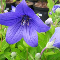 Zvonkovec velkokvětý, boubelka  'Astra Blue' - Platycodon grandiflorus 'Astra Blue'