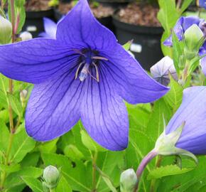 Zvonkovec velkokvětý, boubelka  'Astra Blue' - Platycodon grandiflorus 'Astra Blue'