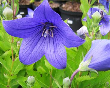 Zvonkovec velkokvětý, boubelka 'Astra Blue'
