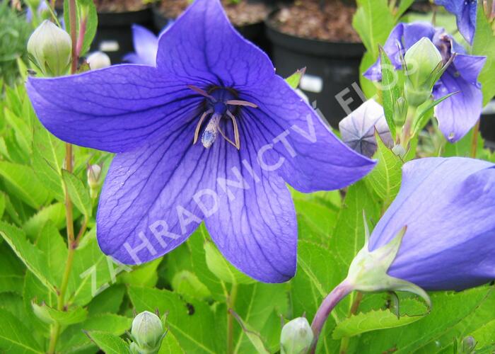 Boubelka 'Astra Blue' - Platycodon grandiflorus 'Astra Blue'