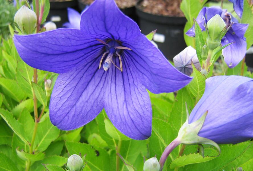 Zvonkovec velkokvětý, boubelka 'Astra Blue' - Platycodon grandiflorus 'Astra Blue'