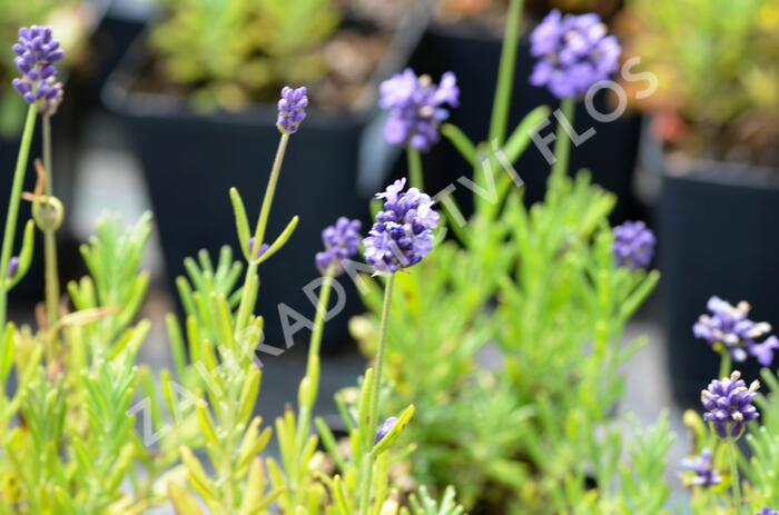 Levandule úzkolistá 'Mini Blue' - Lavandula angustifolia 'Mini Blue'