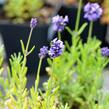 Levandule úzkolistá 'Mini Blue' - Lavandula angustifolia 'Mini Blue'