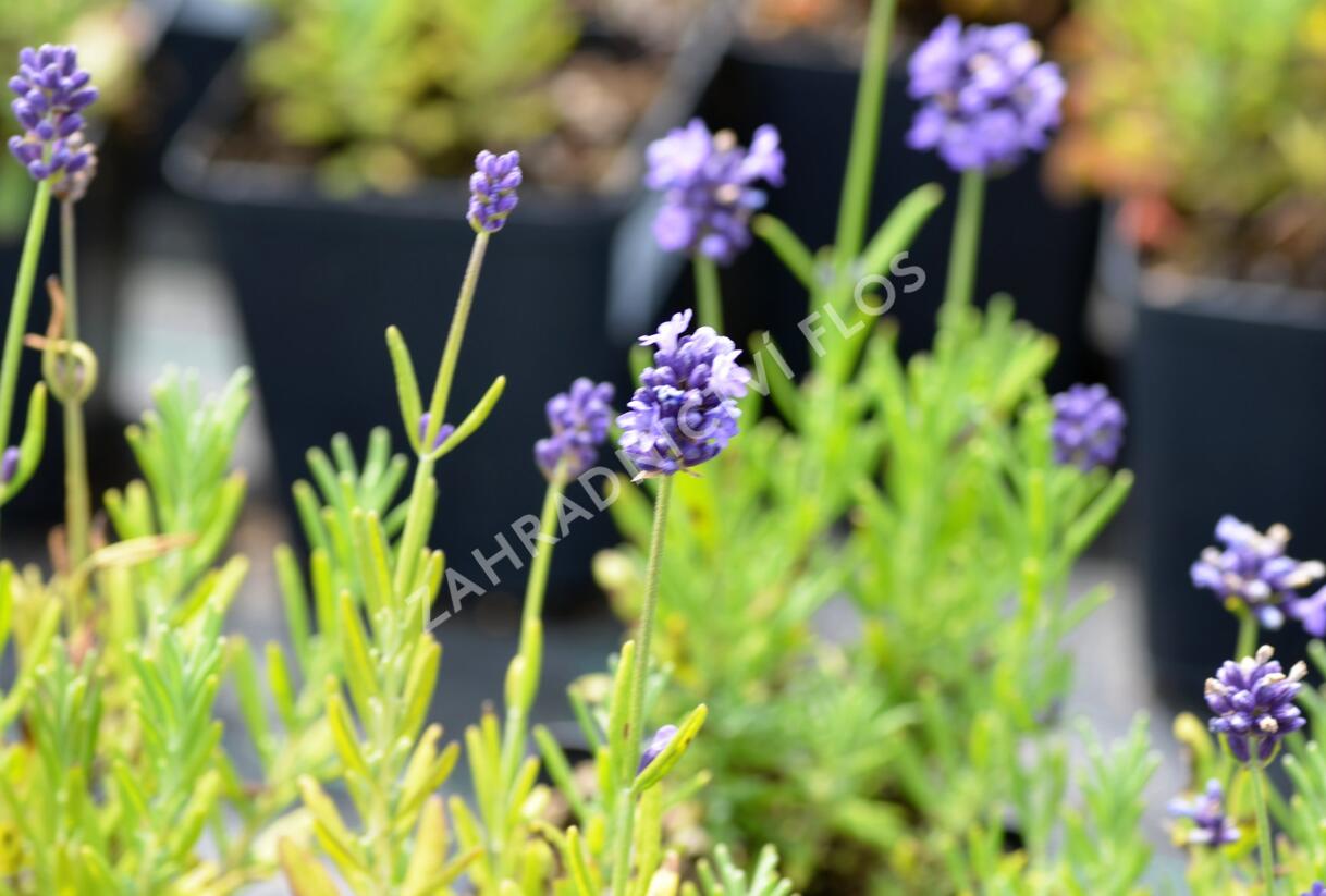 Levandule úzkolistá 'Mini Blue' - Lavandula angustifolia 'Mini Blue'