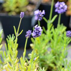 Levandule úzkolistá 'Mini Blue' - Lavandula angustifolia 'Mini Blue'