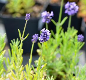 Levandule úzkolistá 'Mini Blue' - Lavandula angustifolia 'Mini Blue'