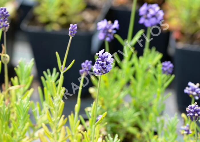 Levandule úzkolistá 'Mini Blue' - Lavandula angustifolia 'Mini Blue'