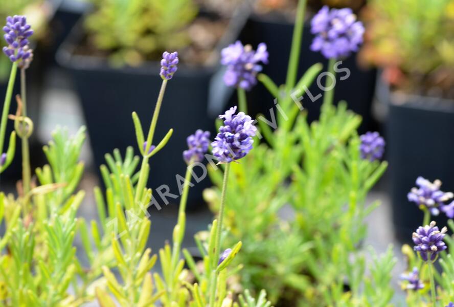 Levandule úzkolistá 'Mini Blue' - Lavandula angustifolia 'Mini Blue'