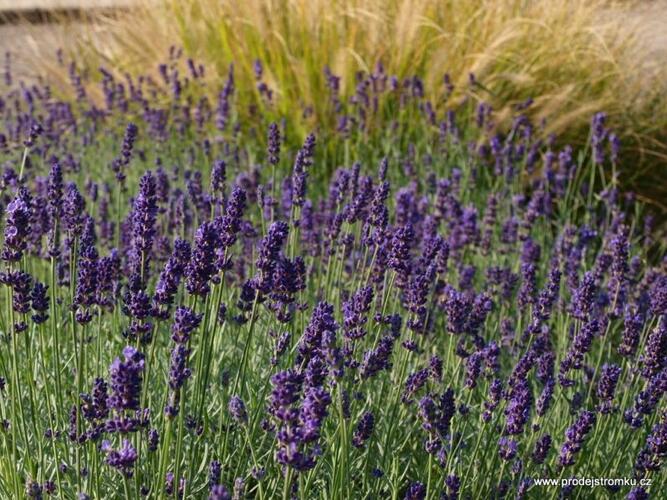 Levandule úzkolistá 'Lavance Purple' - Lavandula angustifolia 'Lavance Purple'